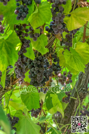 Fascicle red grape growing among the leaves. Vine of red grape.