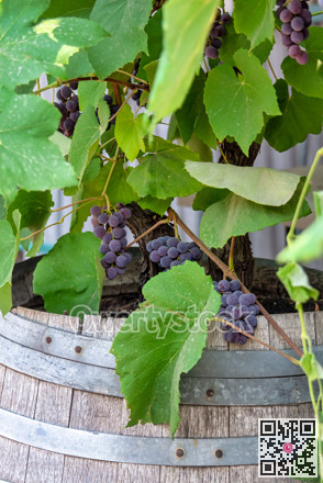 Black vine plants growing from wooden barrels
