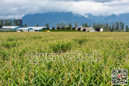 Farmer's corn field overview on mountain and low clouds background