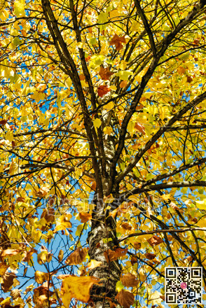 Yellow maple leaves lighted up with sun on autumn season
