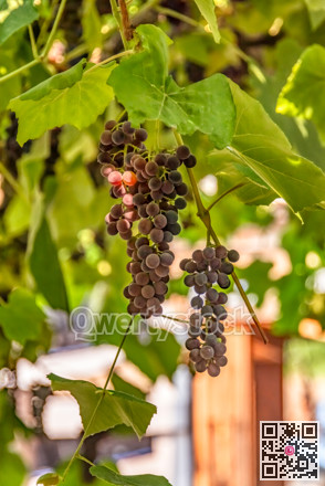 Fascicle red grape growing among the leaves. Vine branch with ed grape