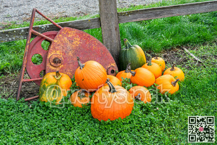 Orange pumpkins and red crane block laying in green grass