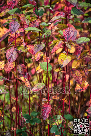 Red, yellow, and green leaves on fall season in Canada