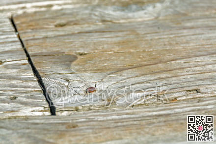 Old wood texture backdrop. Wooden plank with rusty nail