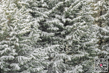 Lush of fir trees covered with snow. Natural texture backdrop