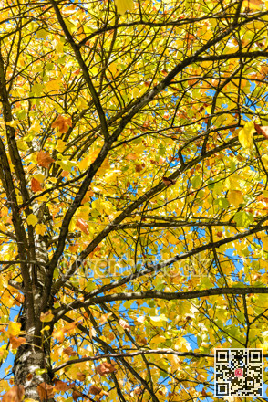 Yellow maple leaves lighted up with sun on autumn season