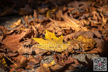 Yellow and bug maple leaves lighted up with sun on autumn season