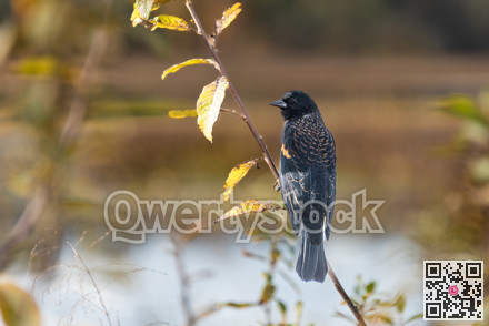 Black bird sitting on a branch with yellow leaves
