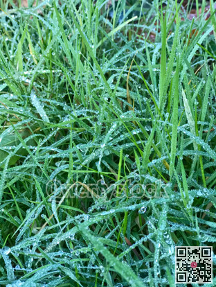 Drops of frozing mildew on the green grass