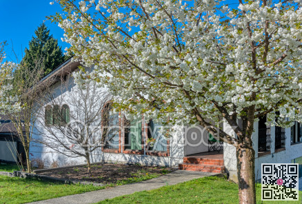Blossoming tree in front of residential house on a spring season in Canada