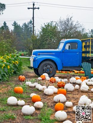 White and orange pumpkins laying on the ground beside the blue truck