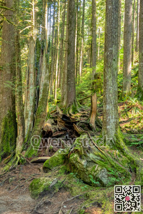 Deep green forest on bright summer day