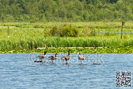 Four canadian geese in nature habitat reservation