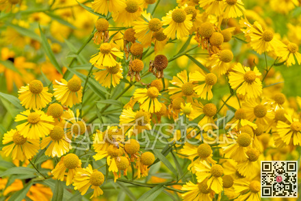 Blossoming flowers of yellow chamomile on green leaves background