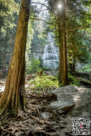 Deep forest on bright summer day with waterfall on the background