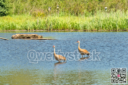 Sandhill cranes during courting season in nature reservation habitat