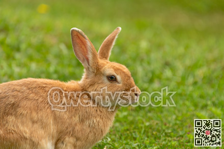 Peach rabbit in a wild on green lawn background