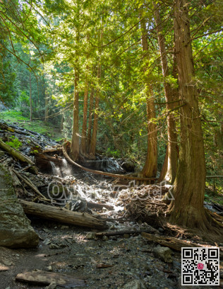 Deep forest on bright summer day with cold brook running downhill