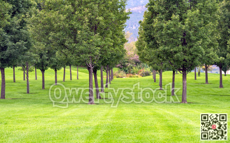 Rows of planted trees over green lawn in the park