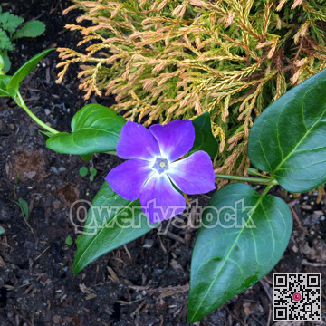 Violet flower with green leaves on black soil background