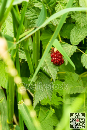 Red wild berry growing among green leaves
