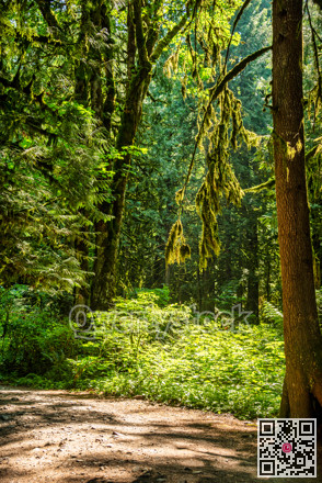 Deep forest on bright summer day with a trail going through