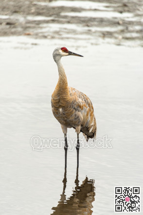 Sandhill crane during courting season in nature reservation habitat