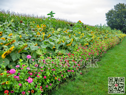 Sunflowers and decorative flowers at the edge of farmer's cord field