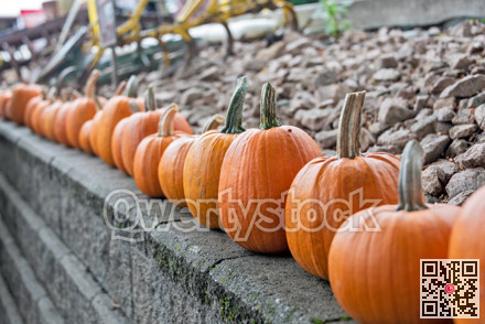 Line of ripe pumpkins on retaining wall