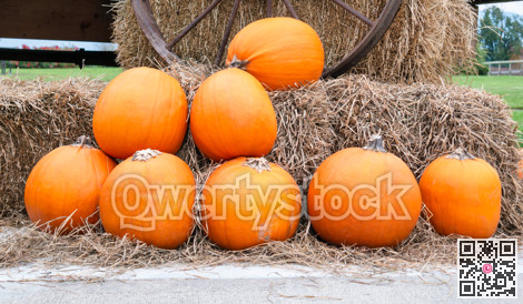 Autumn harvest of pumpkins on dry forage background