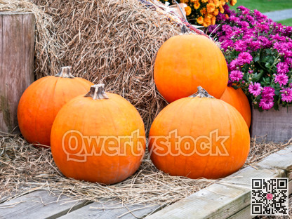 Autumn harvest of pumpkins on dry forage background