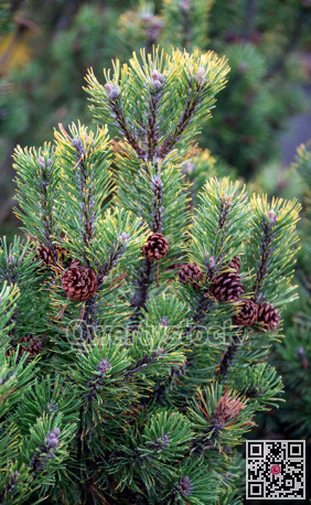 Green pine tree leaves close up. Fir tree leaves backdrop