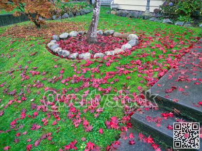 Front yard lawn covered with red maple leaves