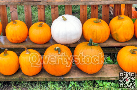 Ripe pumpkings laying on wooden shelves, wet under the rain