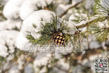 Fir tree cone on a branch covered with snow