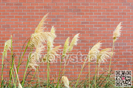 Decorative blossoms of yellow spica plant on brick wall background