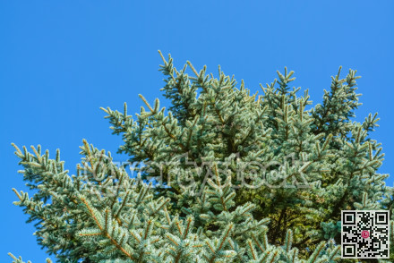 Pine tree branches on blue sky background