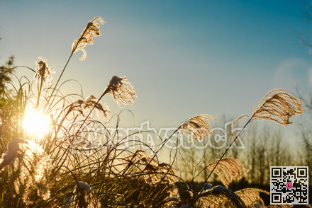 Winter time sunset shine through dried grass