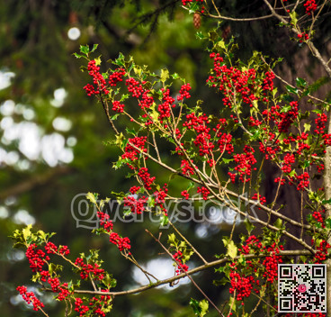 Red berries under the snow on Christmas time in Canada