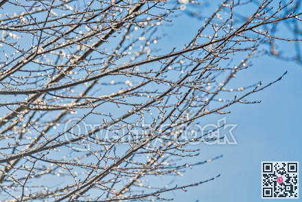 Ice glazed tree branches in sun light on blue sky background
