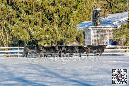 Live stock-farm on winter season with black cattle herd on the snow