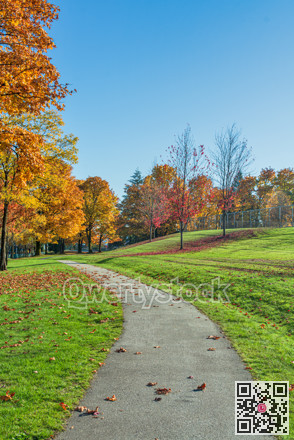 Pathway covered with maple leaves in the park on sunny autumn day