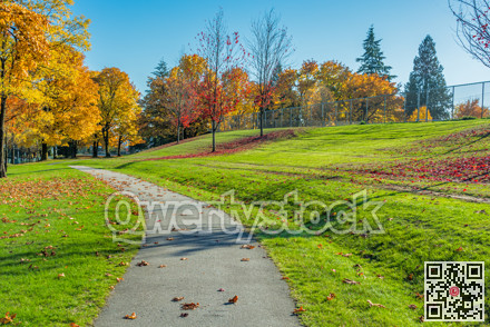 Pathway in the park covered with maple leaves.