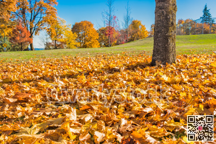 Yellow maples leaves in the park on the land