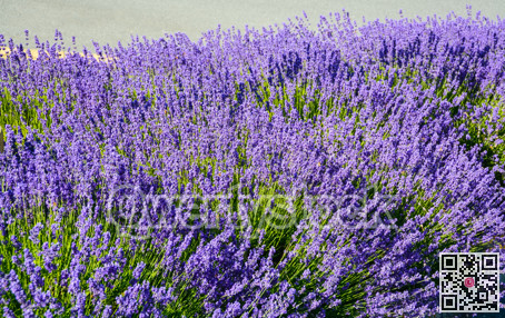 Bright lilac decorative flowers growing on a street