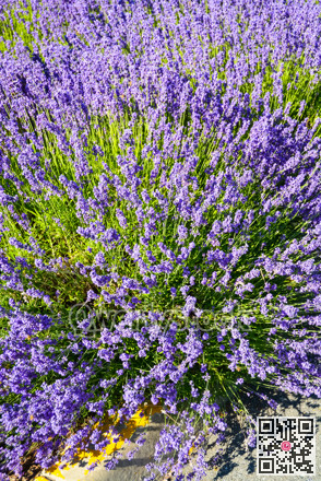 Bright lilac decorative flowers growing on a street