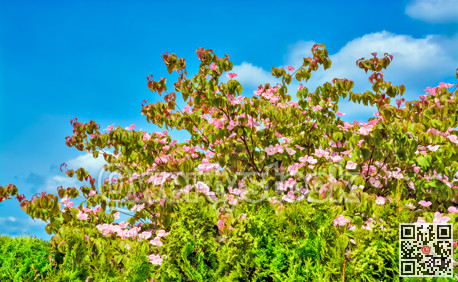 Blossoming tree branches on blue sky background