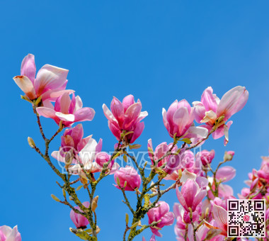 Blossoming flowers of pink magnolia on blue sky background on sunny day