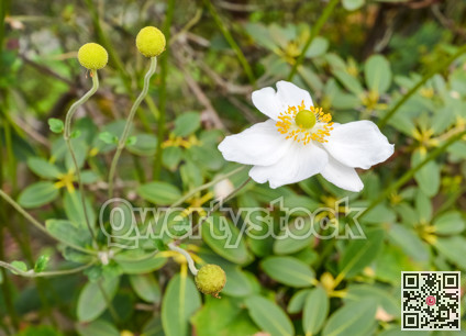 White decorative flower on green leaves background