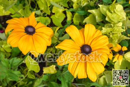 Yellow decorative flowers blossoming on green leaves background